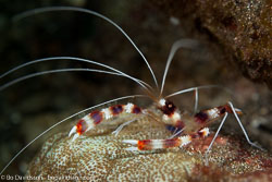 BD-161025-Pantar-2831-Stenopus-hispidus-(Olivier.-1811)-[Banded-coral-shrimp].jpg